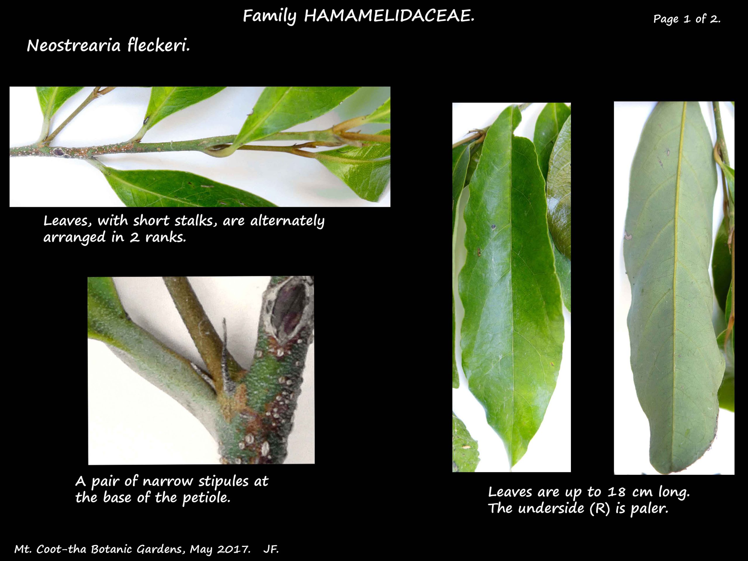 1 Neostrearia fleckeri leaves